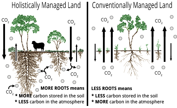 AFRF_holisticvsconventional