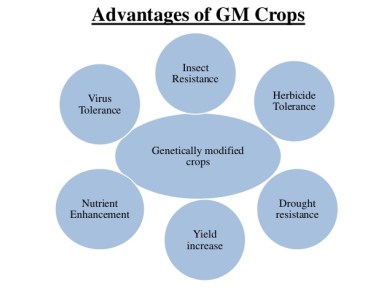 genetically-modified-crops-and-food-securityscientific-facts-3-638